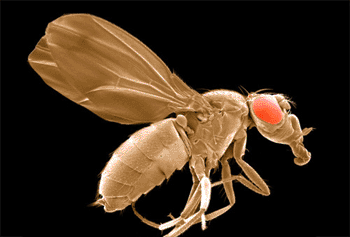 Image: Drosophila melanogaster (Photo courtesy of UCSD Healthsciences).